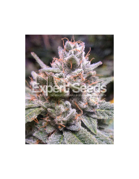 Expert Gorilla Auto di Expert Seeds