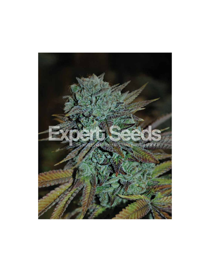 Expert Gorilla di Expert Seeds