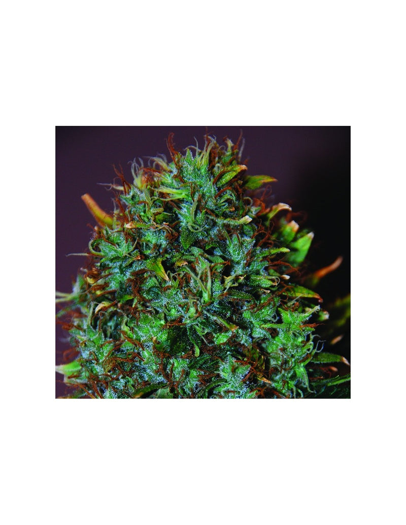 Expert Haze di Expert Seeds