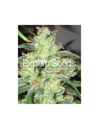 Gorilla Cheese di Expert Seeds