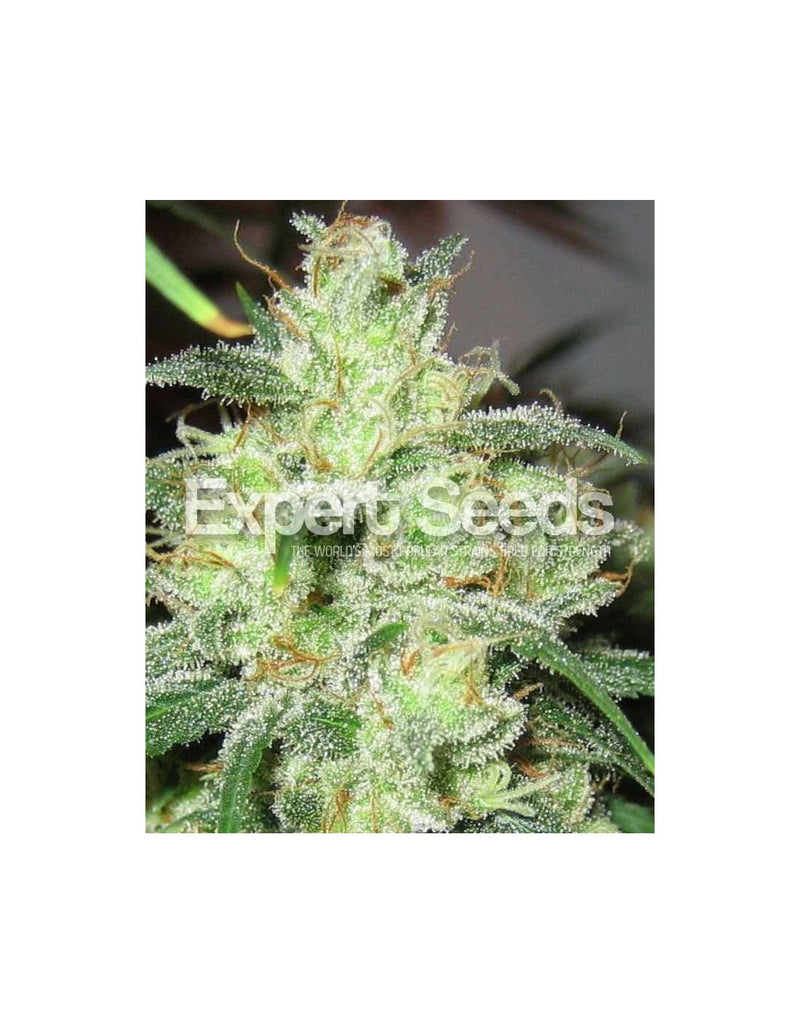 Gorilla Cheese di Expert Seeds