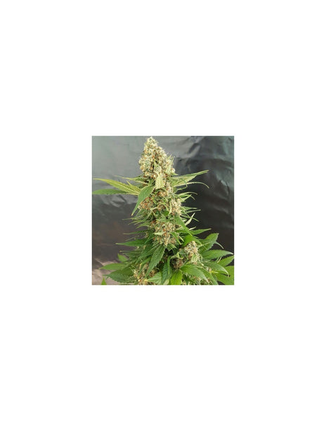 Gorilla Ice Cream di Expert Seeds