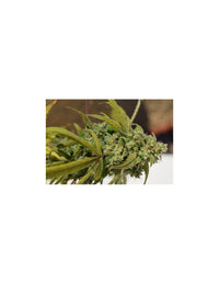 Gorilla SFV OG di Expert Seeds