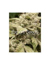 Gorilla x White Widow di Expert Seeds