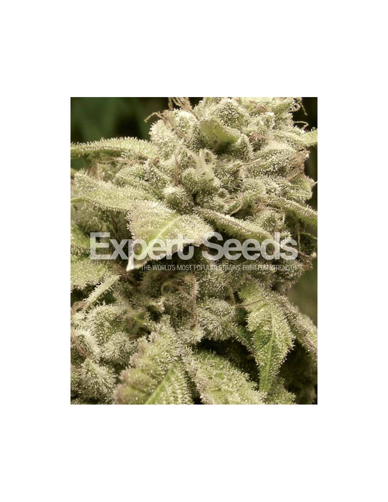 Gorilla x White Widow di Expert Seeds