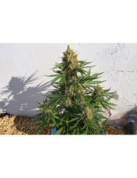 Lemon Haze Auto di Expert Seeds