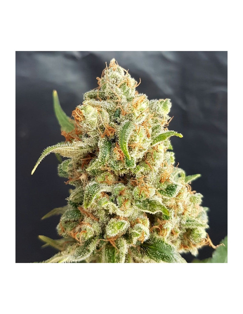 New York Diesel Auto di Expert Seeds