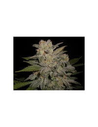 Northern Light Auto di Expert Seeds