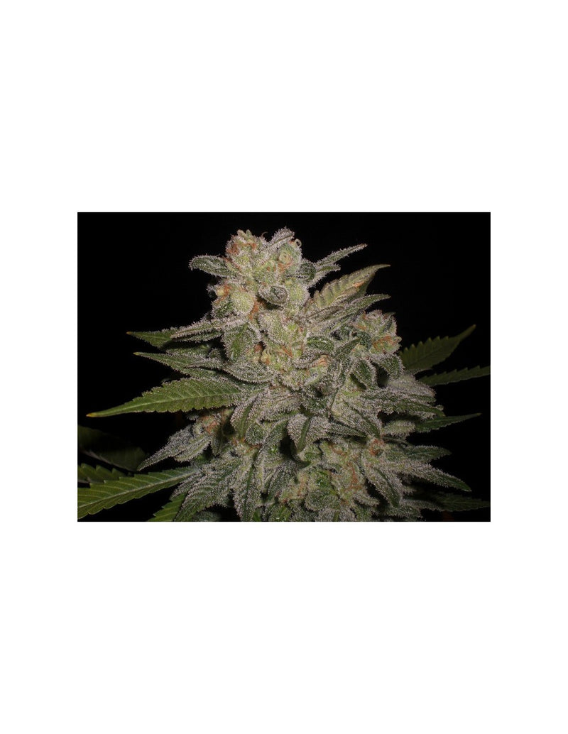 Northern Light Auto di Expert Seeds