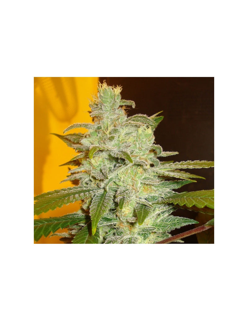 Northern Lights di Expert Seeds