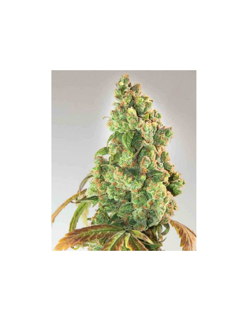 Nurse Lilly CBD di Expert Seeds