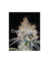OGesus Auto di Expert Seeds