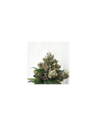 Respect 4 Gorilla di Expert Seeds