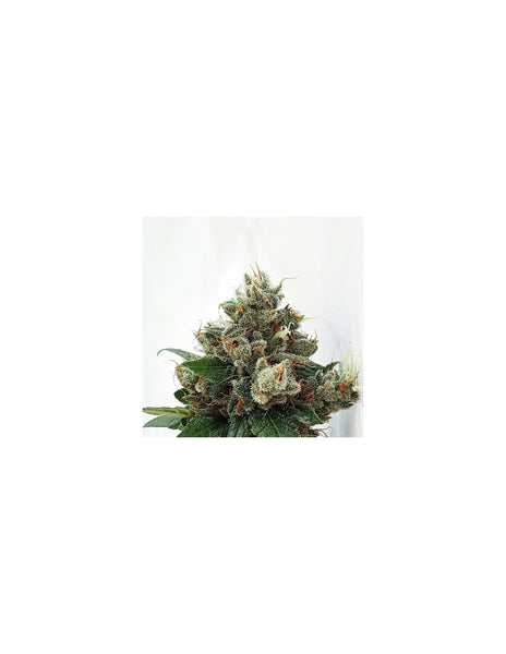 Respect 4 Gorilla di Expert Seeds