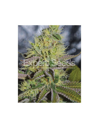 Sweet Zombie di Expert Seeds