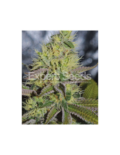 Sweet Zombie di Expert Seeds