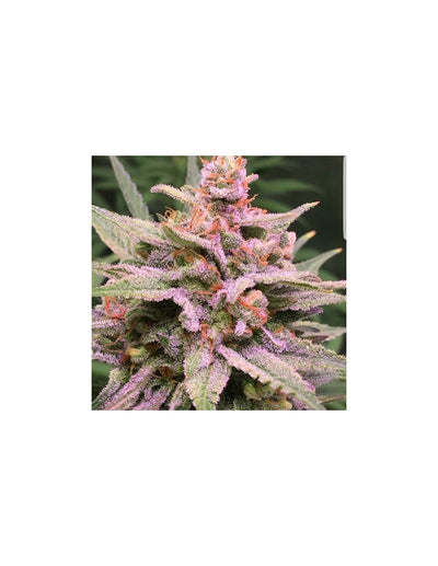 Zkittlez Glue di Expert Seeds