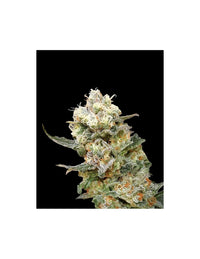 Zkittlez Glue di Expert Seeds