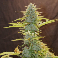 Fat Banana Auto