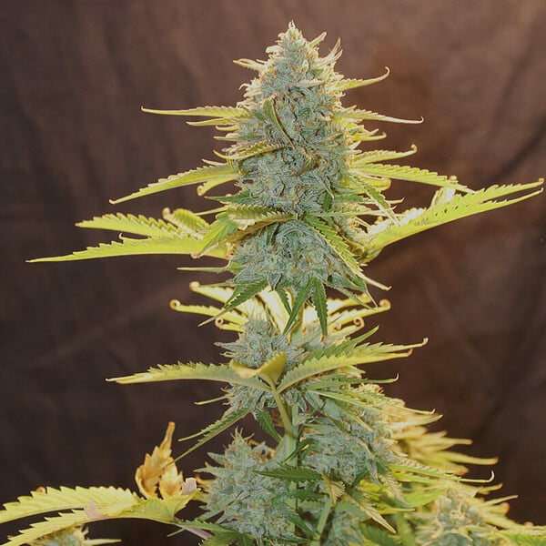 Fat Banana Auto