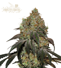 Frosty Tooth© Semi di cannabis femminizzati