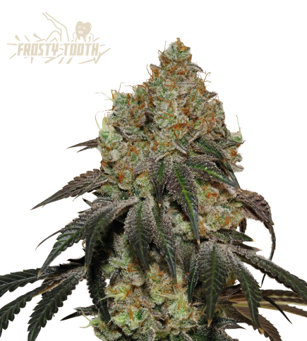 Frosty Tooth© Semi di cannabis femminizzati