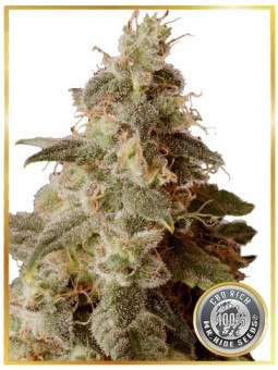 FULL MOON CBD