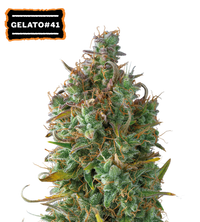 Gelato 41 Semi di cannabis autofiorenti