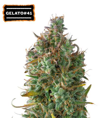 Gelato 41 Semi di cannabis autofiorenti