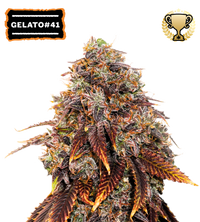 Gelato 41 Semi di cannabis femminizzati
