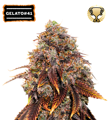 Gelato 41 Semi di cannabis femminizzati