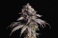 Gelato-K