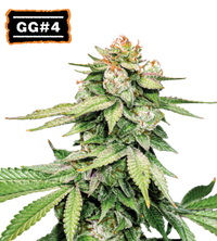 GG#4 (AKA Gorilla Glue) Semi di cannabis autofiorenti