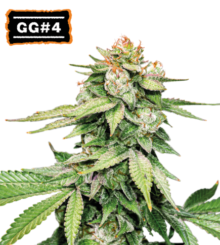 GG#4 (AKA Gorilla Glue) Semi di cannabis autofiorenti