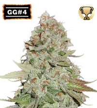 GG#4 (AKA Gorilla Glue) Semi di cannabis femminizzati