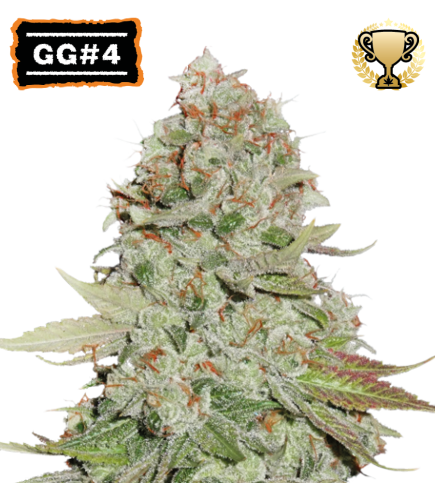 GG#4 (AKA Gorilla Glue) Semi di cannabis femminizzati