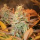 GIPSY HAZE