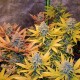 GIPSY HAZE