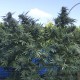 GIPSY HAZE