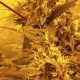 GIPSY HAZE