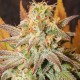 GIPSY HAZE