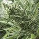 GIPSY HAZE
