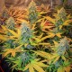 GIPSY HAZE