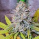 GIPSY HAZE