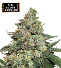Girl Scout Cookies Semi di cannabis autofiorenti