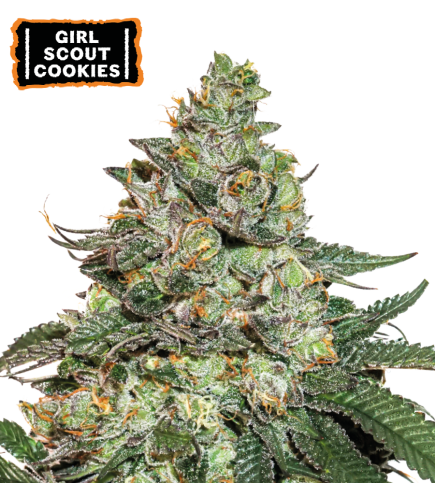 Girl Scout Cookies Semi di cannabis autofiorenti