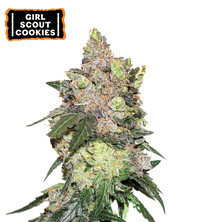 Girl Scout Cookies Semi di cannabis femminizzati