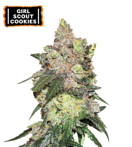 Girl Scout Cookies Semi di cannabis femminizzati
