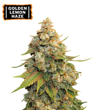 Golden Lemon Haze Semi di cannabis femminizzati