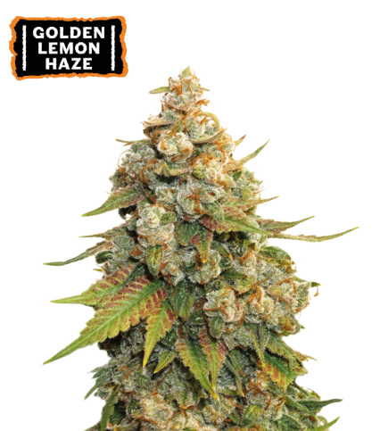 Golden Lemon Haze Semi di cannabis femminizzati